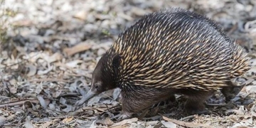 interesting discovery about echidna to keep the most unique in the world 130217
