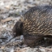 interesting discovery about echidna to keep the most unique in the world 130217