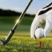 interesting things about the birth of golf 130939