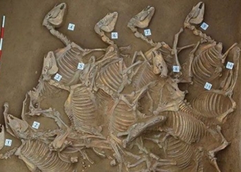 introduction 6 modern horseshoe 120 horse bones 130745