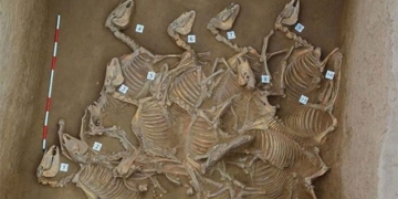 introduction 6 modern horseshoe 120 horse bones 130745