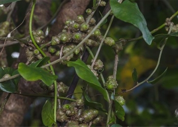 invasive plant species once encountered by chinese farmers was removed over 30 years later the tree turned into money 129995