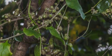 invasive plant species once encountered by chinese farmers was removed over 30 years later the tree turned into money 129995