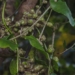 invasive plant species once encountered by chinese farmers was removed over 30 years later the tree turned into money 129995