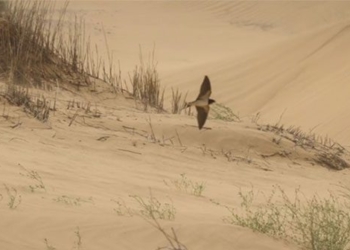 journey to victory of the bird nhan 131279