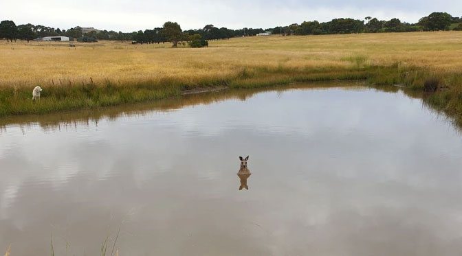 kangaroo 1