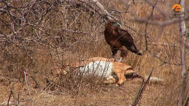 A large group of vultures arrives to disturb and steal the Bateleur eagle's prey.