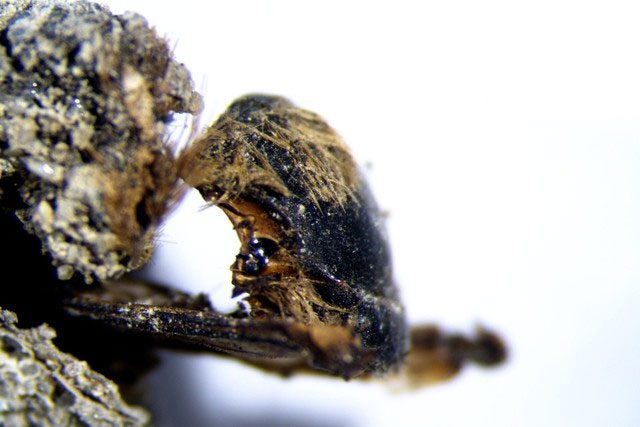 Bee cocoons found at the newly discovered archaeological site on the coast of Portugal.