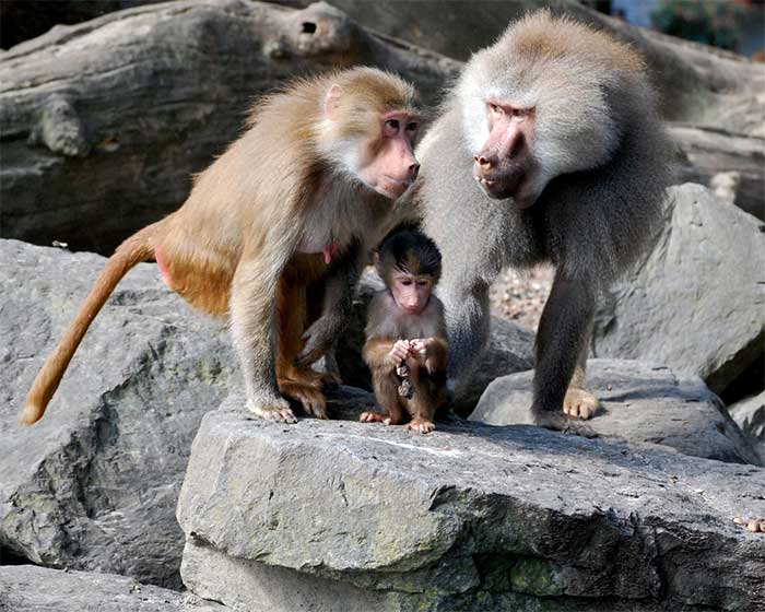 Baboons