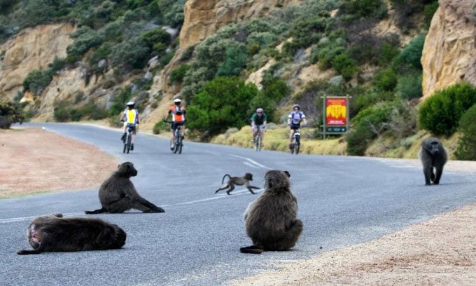 Chacma baboons spilling onto the streets in Cape Town, South Africa.