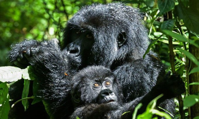 Mountain Gorilla