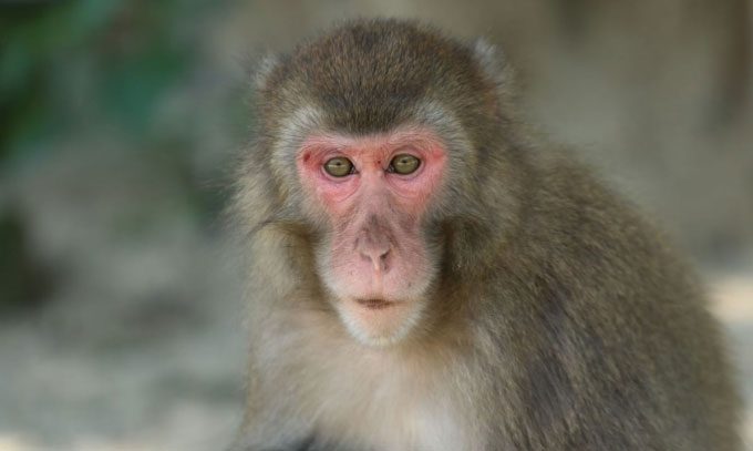 Macaque monkeys, the species chosen for the pig kidney transplant study.