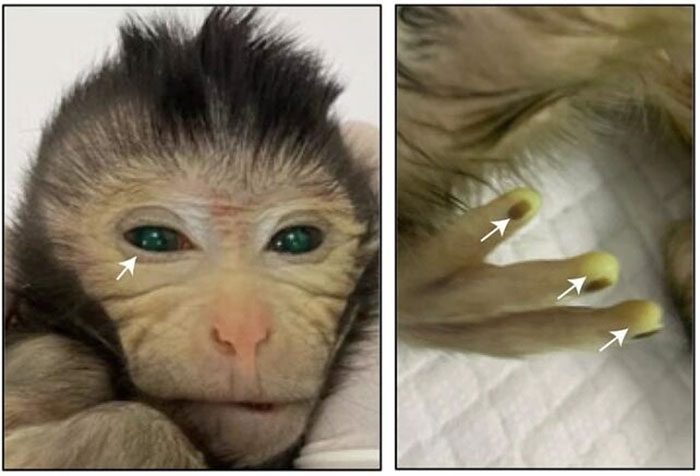 Green-eyed monkey with glowing fingers