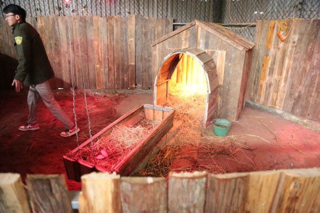 Inside there is a care area, enclosed with metal and wooden boards.