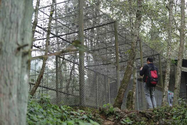 The kangaroo enclosure is separated from the outdoor area by a steel fence.