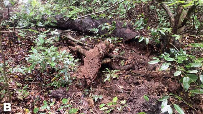 Under this decaying log lies the "home" of the new lizard species