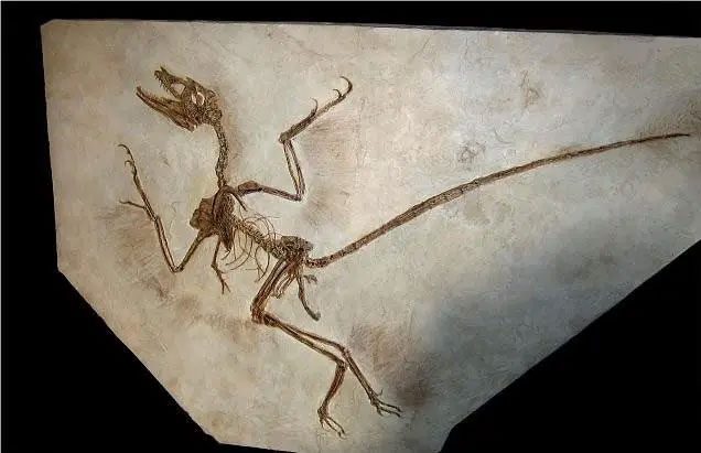 Fossilized skeleton of the Confucius Dinosaur