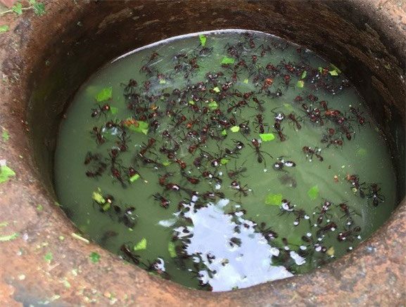 Ants are "knocked out" by soaking them in a special herbal solution.