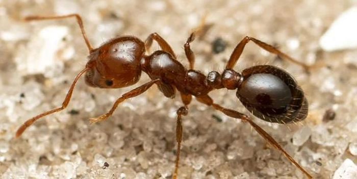 Red fire ants have appeared in Europe.