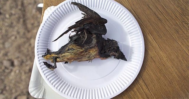 Like most fermented meats, Kiviaq has a very strong odor.