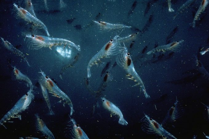 Antarctic Krill.