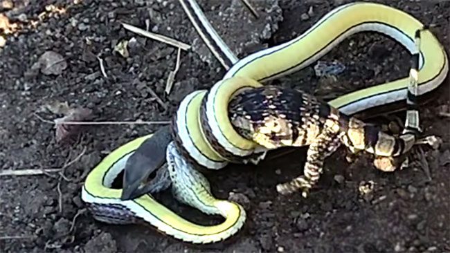 The battle lasted over an hour. In the end, the snake strangled its opponent and then ate it.