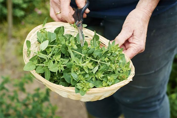 Hot oregano leaves can easily be extracted at home.