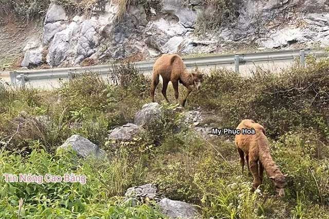Two camels foraging by the roadside.