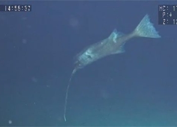 large catfish species opposite bait new 131240