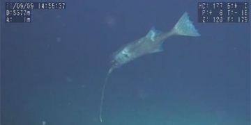 large catfish species opposite bait new 131240