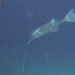 large catfish species opposite bait new 131240