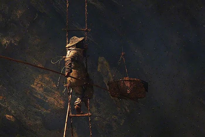 During honey collection, they must also deal with aggressive bees.