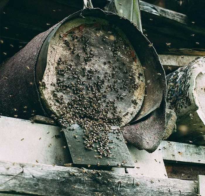 This bee is also known as the 'killer bee'