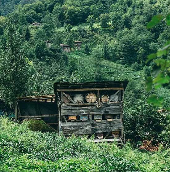 In Turkey, many people are researching how to cultivate wild Caucasian bees