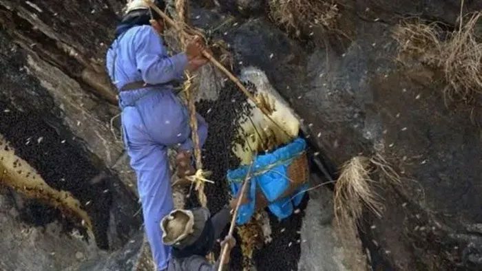 They hang "bee hives" high on the cliffs to attract this type of bee