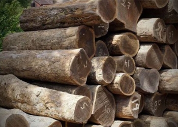 lignum vitae one of the rarest and most expensive woods in the world that europeans favor 131109
