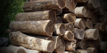 lignum vitae one of the rarest and most expensive woods in the world that europeans favor 131109
