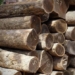 lignum vitae one of the rarest and most expensive woods in the world that europeans favor 131109