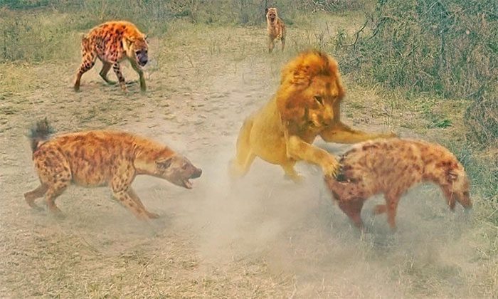 The massive male lion charges in, causing the pack of hyenas to scatter in all directions.