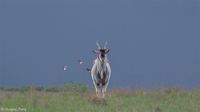 Eland herds can sometimes number up to 500 individuals.