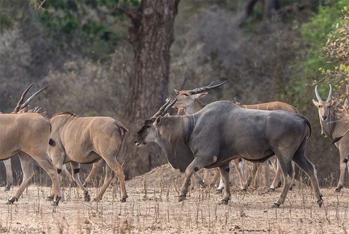 The Eland Antelope is a migratory species.