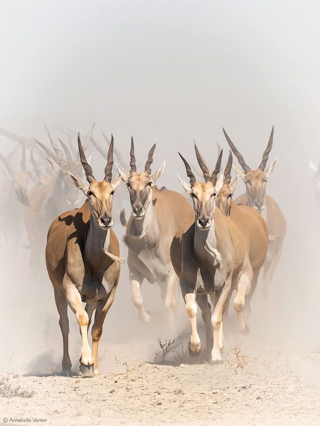 The Eland Antelope appears frequently in the folklore of many African tribes.
