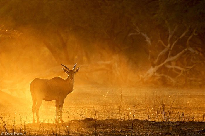 The Eland Antelope is a docile and easily domesticated animal.