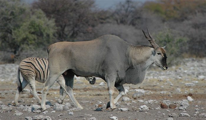 The diet of the Eland Antelope mainly consists of high-protein vegetation.