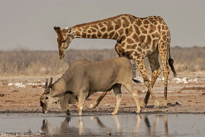 The scientific name of this antelope species is Taurotragus oryx.