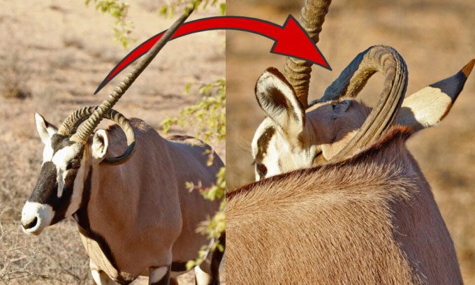 Gemsbok with a curved horn.