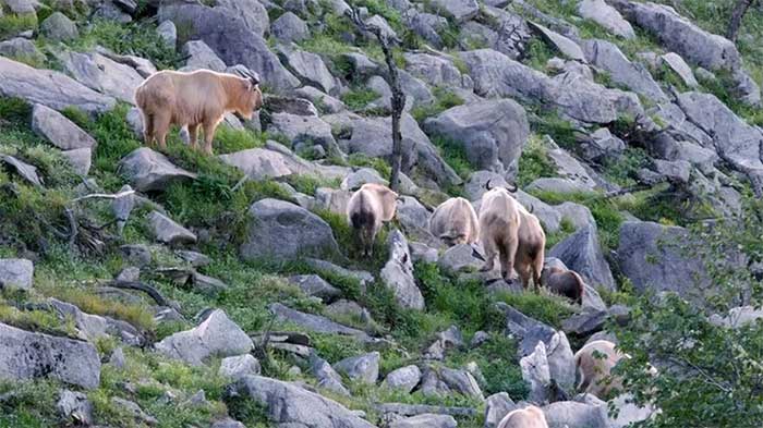 Lin Niu prefer to live in herds, often moving together in groups of over a dozen