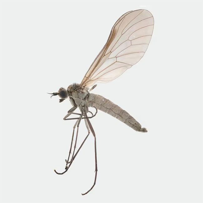 Male specimen of Atherimorpha latipennis with functional wings.