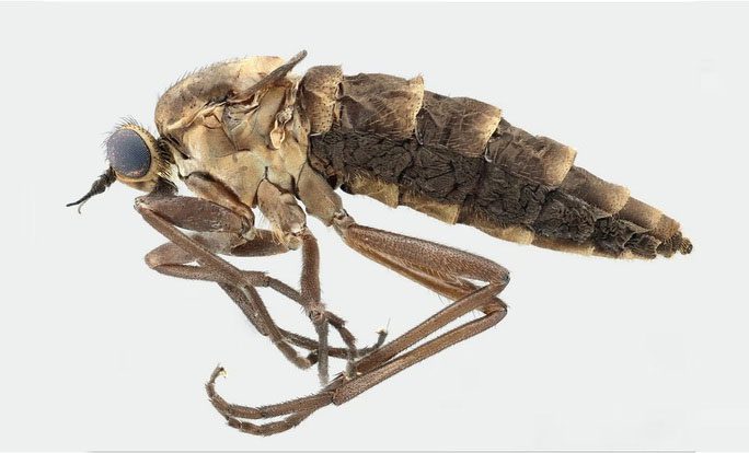 Female specimen of Atherimorpha latipennis with degenerated wings.