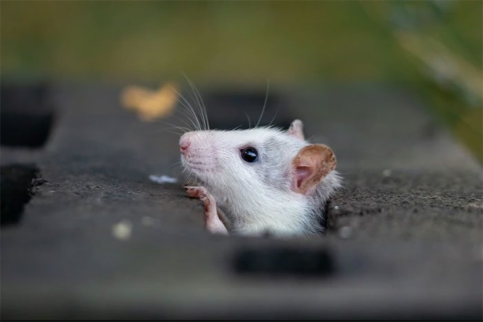 Mice can precisely and flexibly control activities in the hippocampus